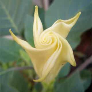 White-yellow flower unfurling, still unclear whether it is a datura or a brugmansia flower.