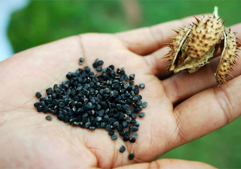 semințe de Datura și păstăi uscate, deschise pe o mână întinsă.
