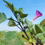 Datura flower growing upright.