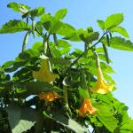 Brugmansia with dangling flowers.