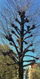 A tree hat-racked in the previous years in view of pollarding.