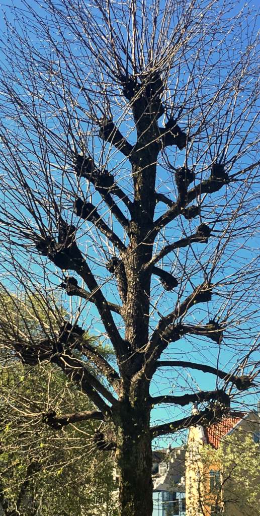 A tree hat-racked in the previous years in view of pollarding.