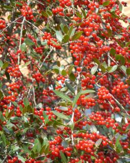 Dense berries cover a thicket of Ilex vomitoria.