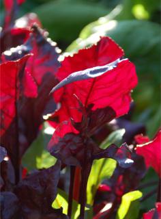 Young leaves are striking red for some red beet varieties.