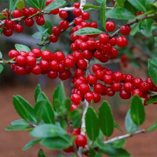 Red yaupon berries clustered around the stem of twigs.