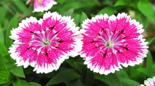 Two China Pink flowers in full bloom.