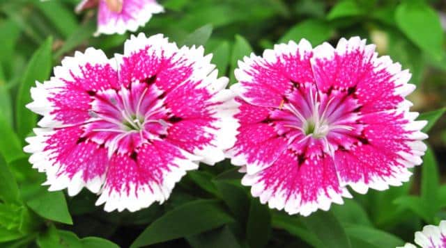 Caring for china pink