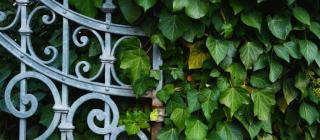 Ivy on a fence made of wrought iron.