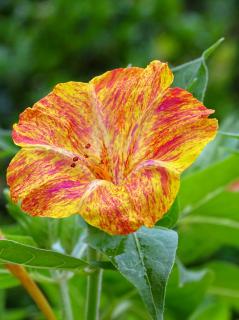A single Marvel of Peru flower, red splashed with yellow stripes.