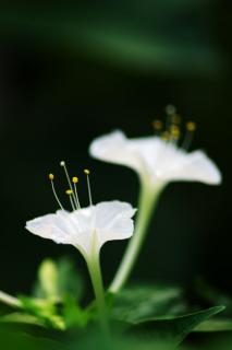 Mirabilis planting