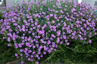 Caring for Mirabilis flowers