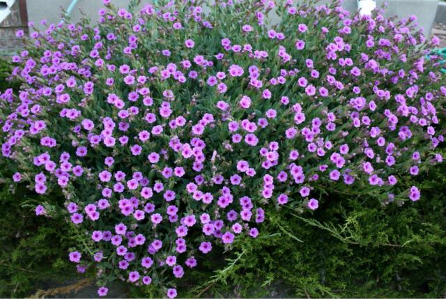 Caring for Mirabilis flowers