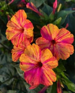 Mirabilis jalapa planting