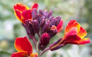 Caring for Mirabilis jalapa