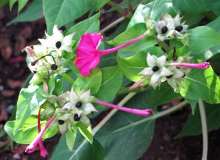 Seeds ripening on Mirabilis jalapa