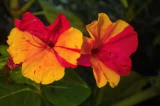 Red and yellow mirabilis flowers