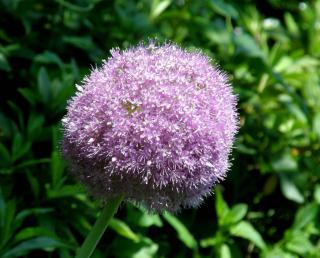 A single pale purple ornamental onion bloom