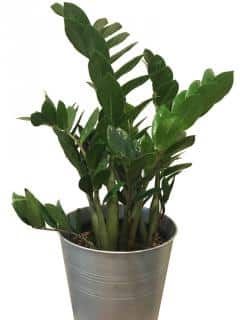 ZZ plant growing in a tin pot