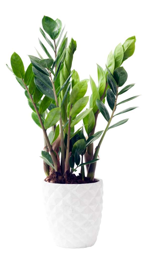 A ZZ plant with a half-dozen fronds in a diamond-patterned white pot.