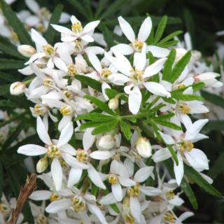 Care for Choisya ternata White Dazzler results in beautiful white flower clusters.