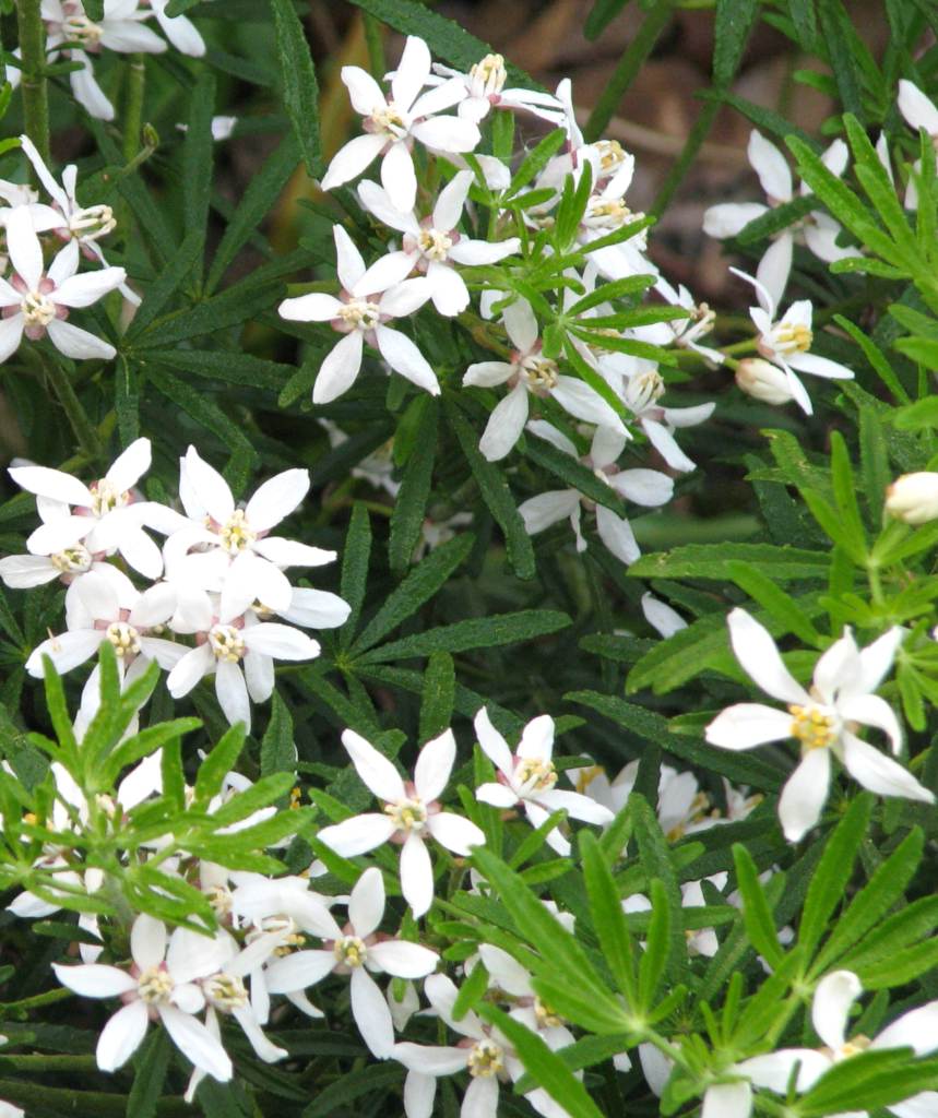 White dazzler leaves and flowers are about the same size.