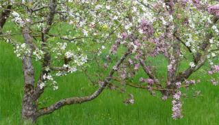 Two different apple tree varieties blooming, white and pink respectively, planted together for cross-pollination.
