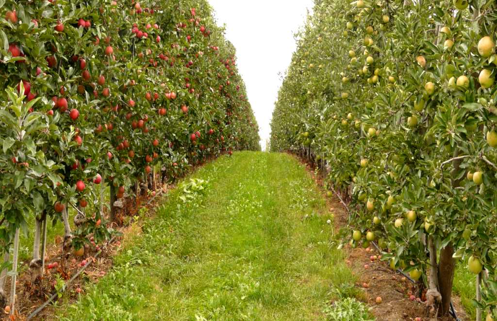 Fruit tree crops