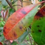 Black leaf spot on a young photinia leaf