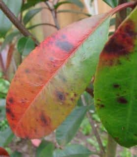 Lead spot on a young red and green photinia leaf.
