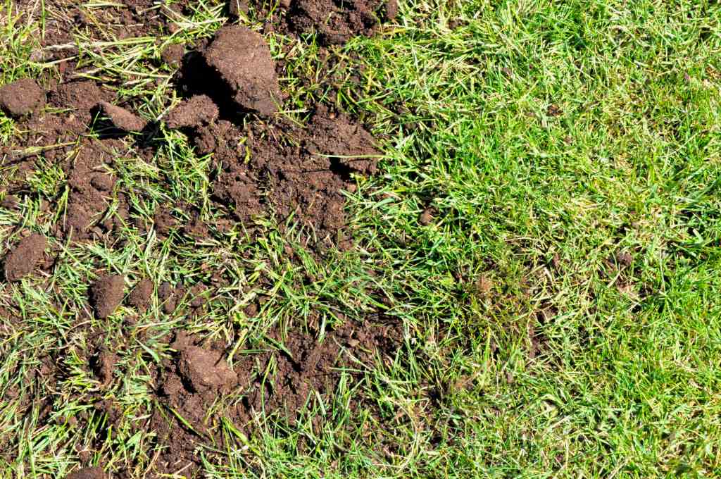 Phase two of topdressing a lawn, topdressing mix strewn across the grass must be raked in.