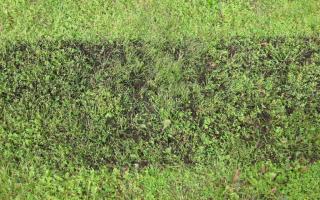 Trail of compost spread by a topdresser