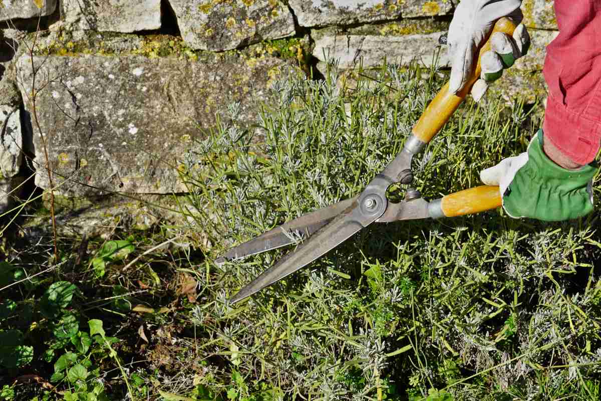 Trimming lavender