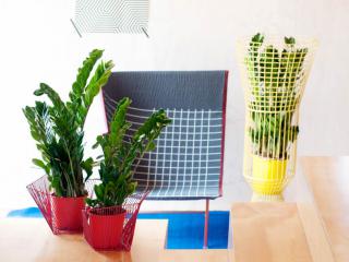 Caring for ZZ plant
