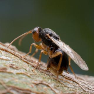 Picture of a gall wasp