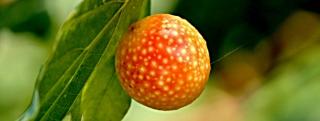 Gall wasp on a chestnut leaf