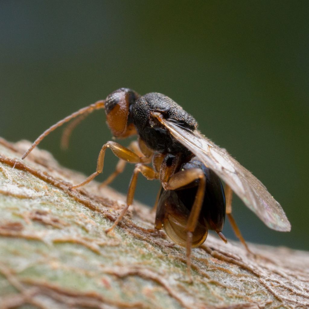 A gall wasp laying eggs on an oak twig.