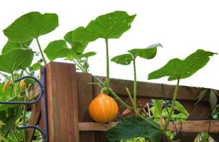 Red kuri on a fence with leaves and fruit