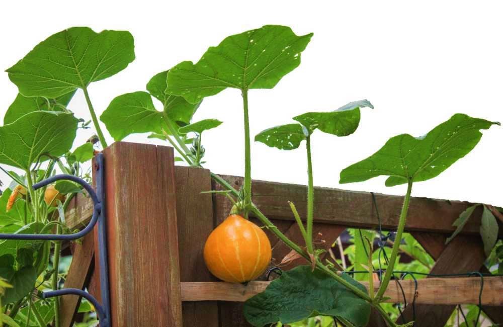 Red kuri on a fence with leaves and fruit