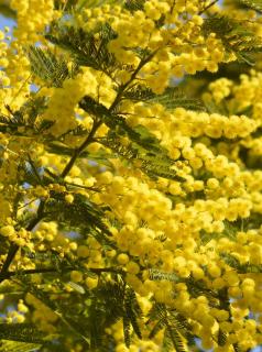 Acacia dealbata planting