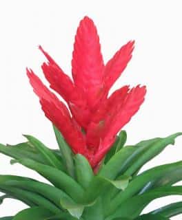 Flaming sword flower