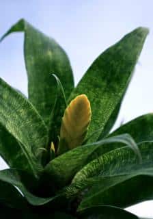 Caring for the Flaming Sword flower