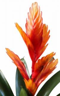 Flaming sword plant flower
