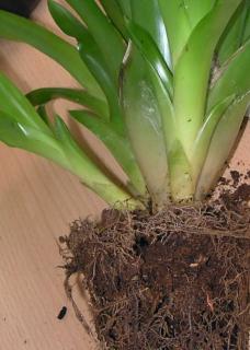 Flaming sword propagation and repotting