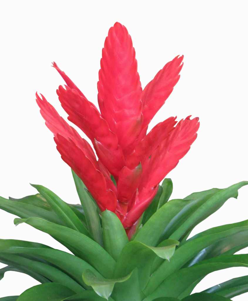 Red flaming sword plant blooming against a white background.