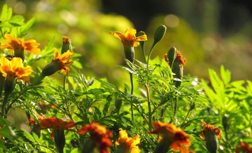 French marigolds seen from the side