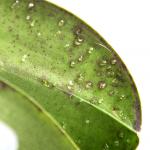 Guttation, weeping leaves: a plant's way to relieve pressure