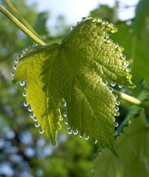 Guttation on a grape vine leaf, droplets of guttant lining the edges.