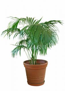 Howea in pot