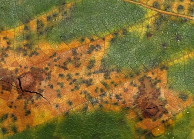 Birch leaf spot