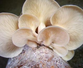Mushrooms growing in used coffee grounds